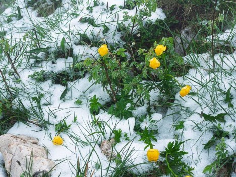 Neige de printemps sur les trolles en fleur