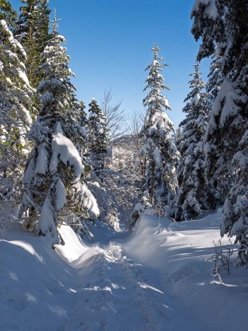 Le chemin des Charmilles