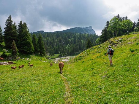 Les vaches de race tarine de la Cabane de l'Alpette