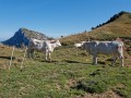 Les vaches du Mollard de la Chaleur