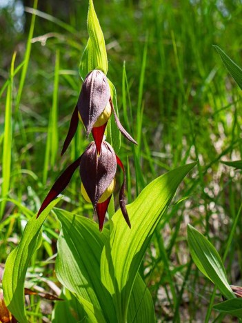 Sabot de vénus, Cypripedium calceolus L.