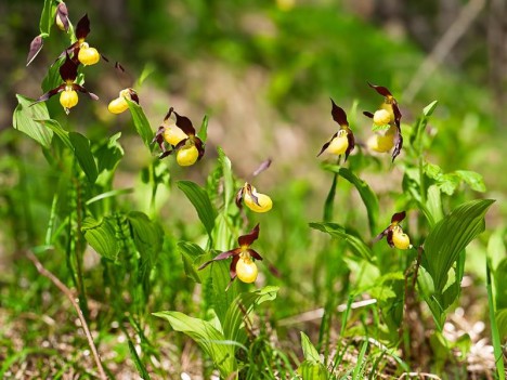 Sabot de vénus, Cypripedium calceolus L.