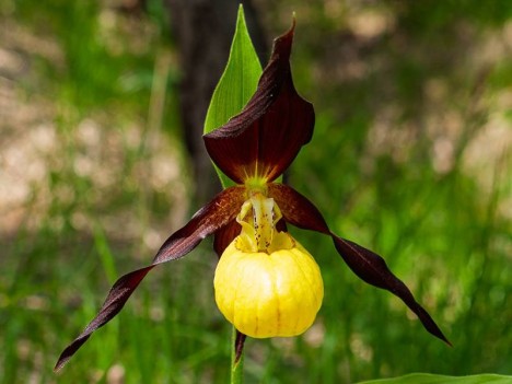 Fleur de Sabot de vénus, Cypripedium calceolus L.