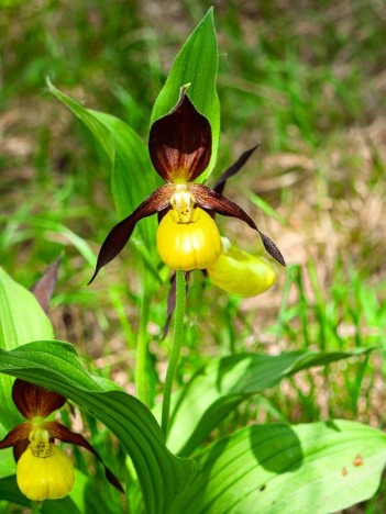 Sabot de Vénus Cypripedium calceolus L.
