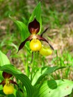 Sabot de Vénus Cypripedium calceolus L.