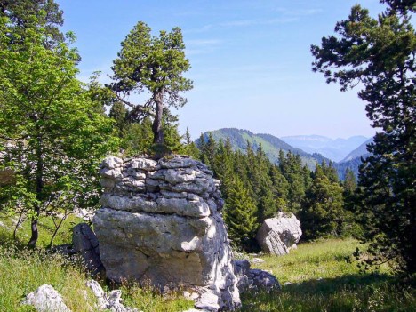 Rocher caractéristique surmonté d'un pin