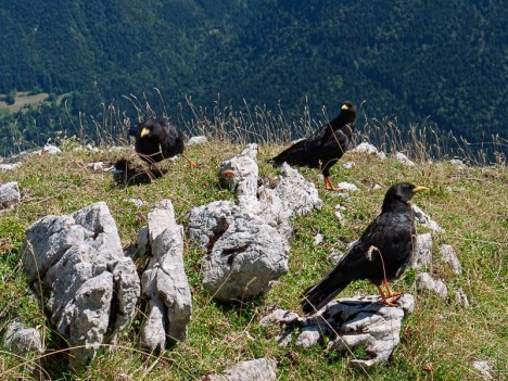 Pyrrhocorax graculus - chocards à bec jaune