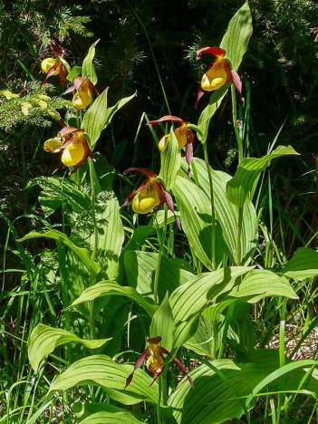 Sabots de Vénus. Cypripedium calceolus L.