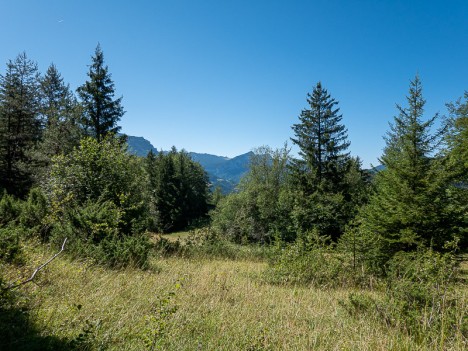 Dans la descente, la forêt s'ouvre sur une belle clairière, juil. 2023