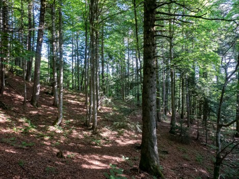 Parcours forestier sous le Mollard Pontet, juin 2022