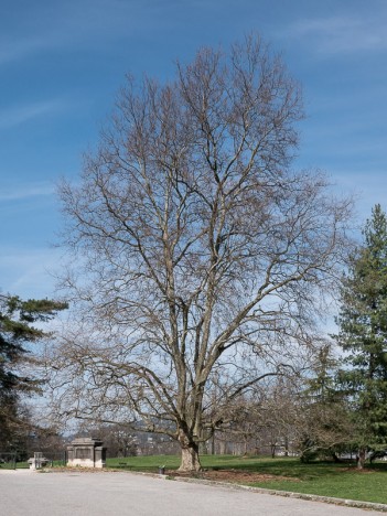 Platane du Parc du Buisson Rond