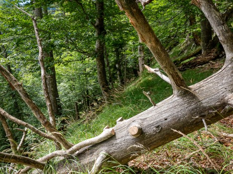 Les branches sciées du troisième arbre couché, août 2023