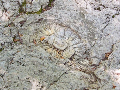 L'ammonite des Granges de Joigny