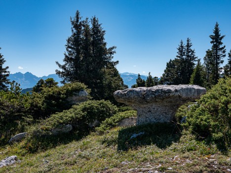 Champignon de pierre, sept. 2020