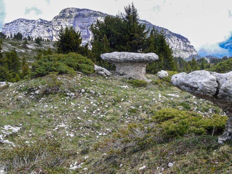Champignon de roche sous le sommet du Pinet