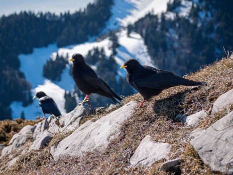 Les sympathiques mendiants, choucas de Samivel