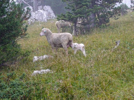 Brebis suitée sur le Prayet
