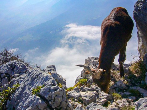 Chèvre au sommet de la Roche Veyrand