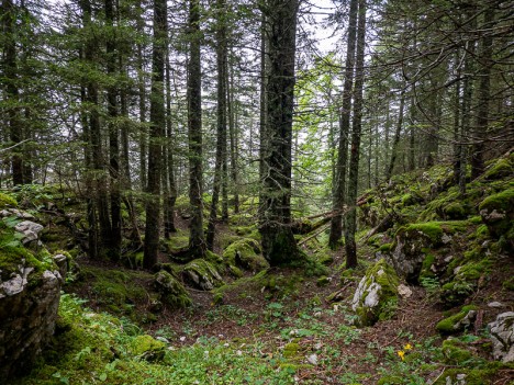 Combe des Rochers de l'Alpe, août 2021