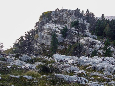 Les pins brûlés en direction du point 1830