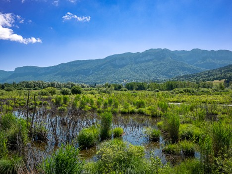 Le marais des Tpurbières de l'Herretang, juin 2022