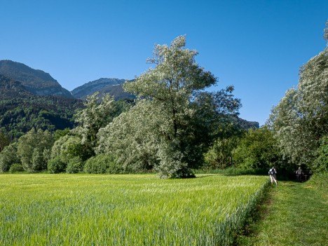 Saule des Tourbières de l'Herretang, juin 2022