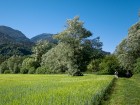 Saule des Tourbières de l'Herretang, juin 2022