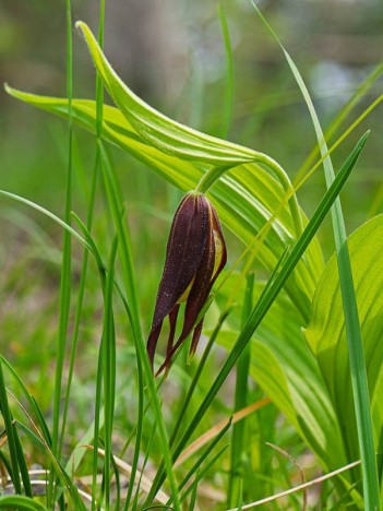 Sabot de vénus (Chartreuse)