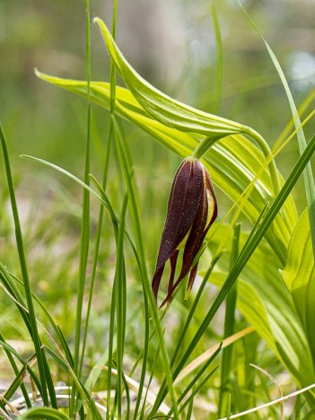 Sabot de vénus (Chartreuse), mai 2014