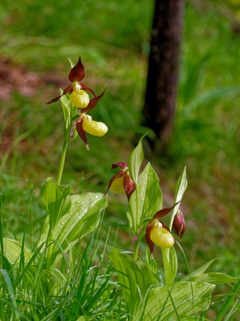 Bouquet de Sabots de Vénus