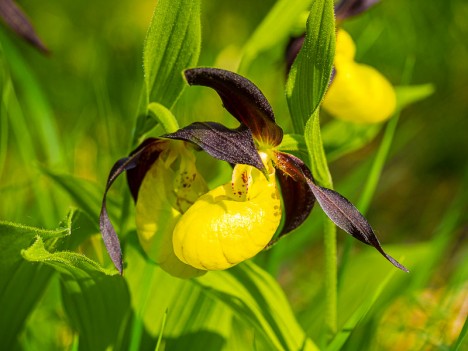 Fleurs de Sabots de Vénus