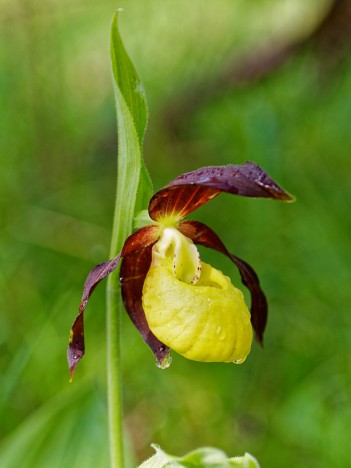 Fleur de Sabot de Vénus