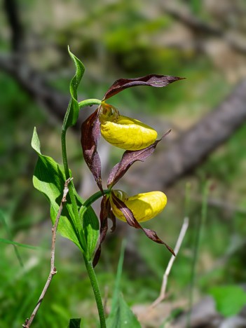 Sabot de vénus, Cypripedium calceolus