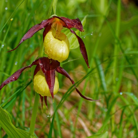 Fleurs de Sabot de Vénus chargées de rosée