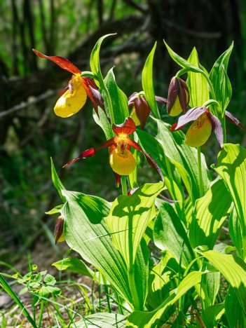 Sabots de Vénus, Cypripedium calceolus