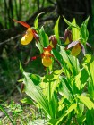 <p><img src="/montagne/public/billets/chartreuse/cypripedium-calceolus-chartreuse-granier-plante.jpg