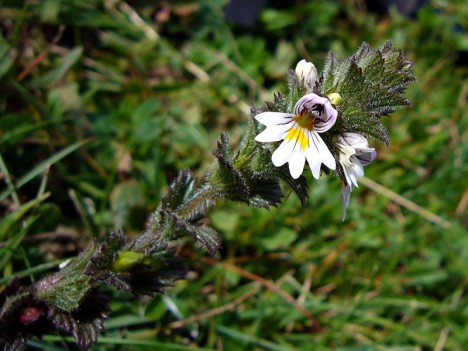 Euphraise officinale