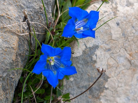 Gentiane acaule