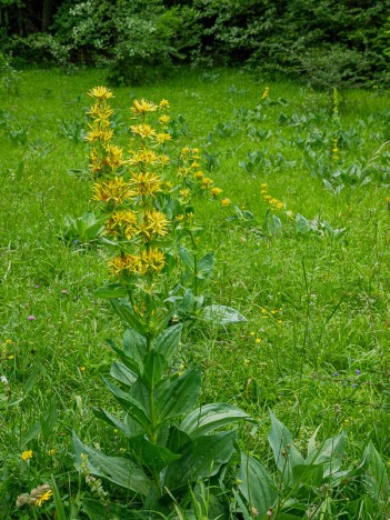 La Gentiane jaune