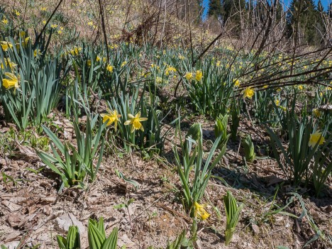 Les Jonquilles de Plénom