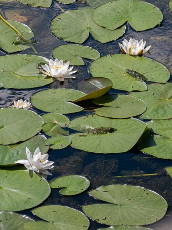 Nénuphar blanc des Toubières de l'Herretang, juin 2022