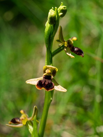 Ophrys araignée, O. aranifera