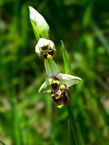 Ophrys bourdon, O. fuciflora