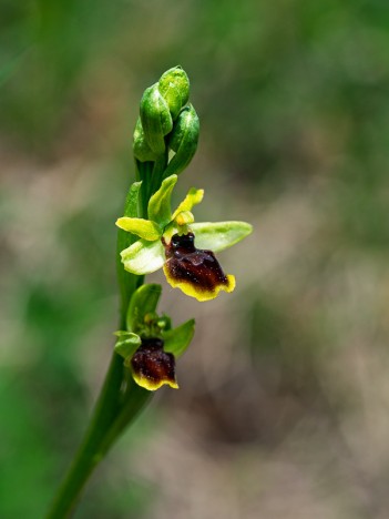 Ophrys petite araignée, O. araneola