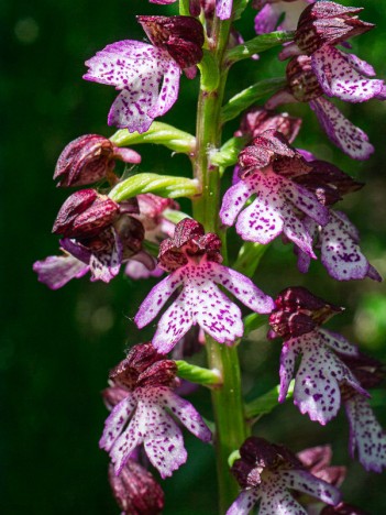 Orchis Pourpre, O. purpurea