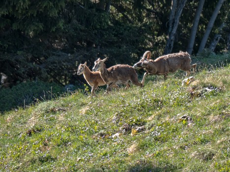 Alors, t'avances ! Une famille de mouflons méditerranéens