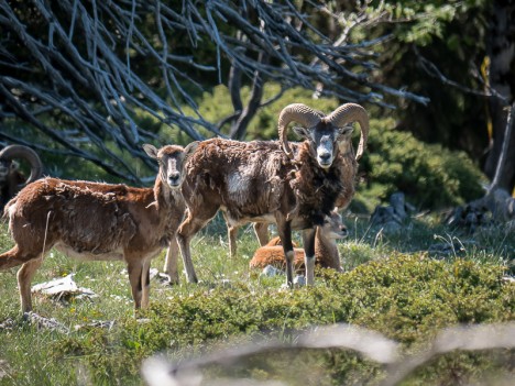 Mouflons méditerranéens, bélier et brebis