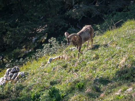 Mouflon méditerranéen, bélier solitaire, bélier solitaire