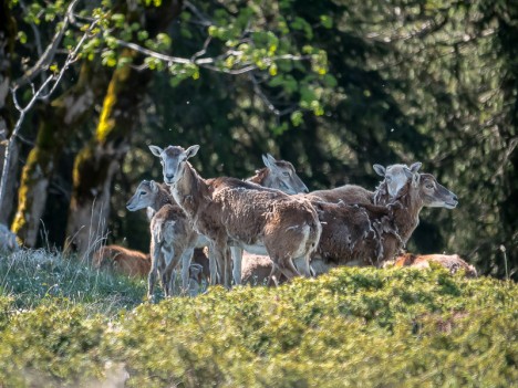 Mouflons méditerranéens, brebis et agneaux