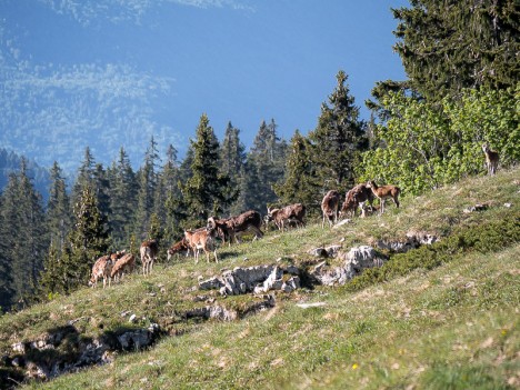 Harde de mouflons méditerranéens